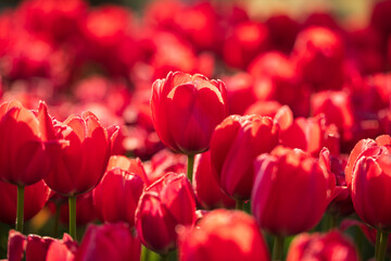 lots of red tulips in fields