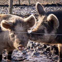 Bio-Schweinehaltung im Freien, zwei Linder&ouml;d-Schweine im Schlamm.