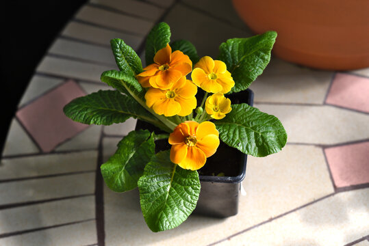 Primula acaulis El Unistar orange flower growing in a pot