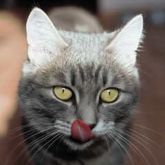 Close-up of a grey cat licking in the kitchen