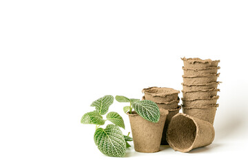 Garden seedlings inside eco-friendly plant pots made of biodegradable fibers for growing sowing seeds on a white background
