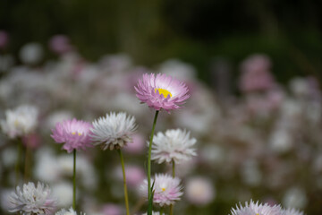 Everlasting Pink flower Isolated