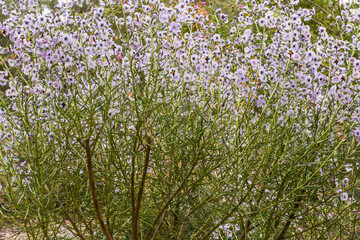 Geraldton wax bush