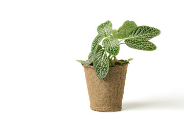 Garden seedling inside eco-friendly plant pots made of biodegradable fibers for growing sowing seeds on a white background