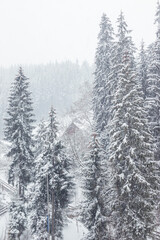 Fototapeta premium A snowstorm in the mountains sweeps up wooden houses. Wooden houses and Christmas trees in the snow. Carpathians. Ukraine
