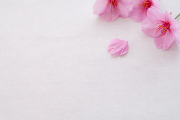 Fototapeta na wymiar ３輪の桜の花と花びら 背景に白い和紙 左側にコピースペース 河津桜 春 日本