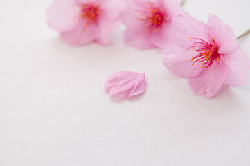 桜の花と花びら 背景に白い和紙 ３輪の花 クロースアップ  河津桜  春 日本