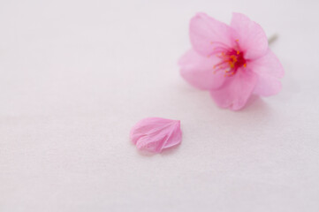 １輪の桜の花と花びら 背景に白い和紙 マクロ コピースペース 河津桜  春 日本