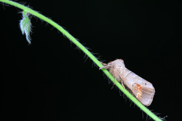 Moths on wild plants, North China