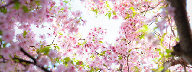 Obraz na płótnie Canvas 桜 太陽光の中で輝く 咲き誇る 河津桜 パノラマ 日本の春