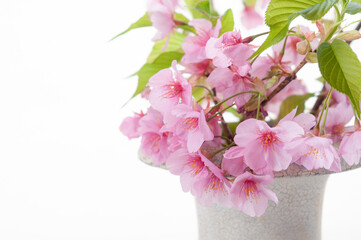 花瓶に活けた桜の花 明るい白背景 河津桜 クロースアップ  左にコピースペース 春 日本