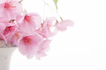 花瓶に活けた桜の花 明るい白背景 河津桜 クロースアップ  右側にコピースペース 春 日本