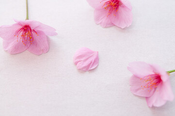 桜の花と花びら 背景に白い和紙 河津桜 クロースアップ  ３輪 春 日本