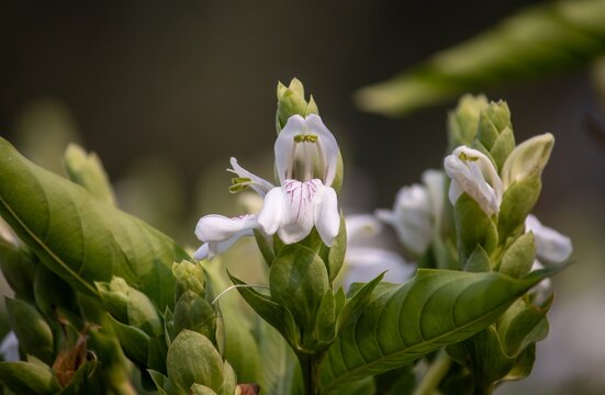 Malabar Nut Flower or Justicia Adhatoda in Its Plant, Also Known as Adulsa or Vasaka