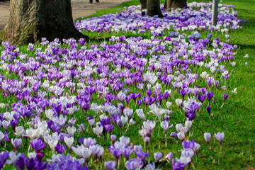 Beautiful Purple and white spring Crocuses in Harrogate North Yorkshire UK - Digital Watercolour Effect .