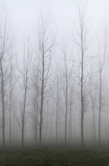 Fototapeta na wymiar agricultural fields surrounded by dense fog in rural India in winters