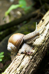 snail on a tree