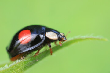 Ladybugs crawling on wild plants, North China