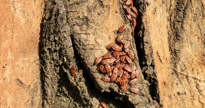 group of firebug close-up on a tree