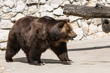 Obraz na płótnie Canvas European brown bear in the zoo enclosure