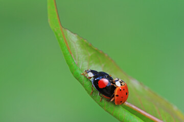 Two ladybugs mate in nature, North China