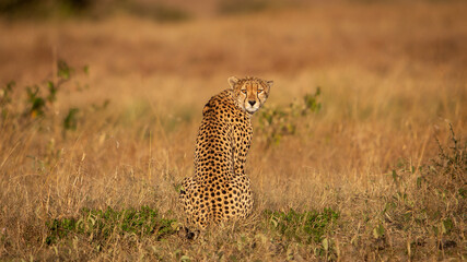 Cheetah looking at camera (Acinonyx jubatus), Masai Mara Reserve, Kenya