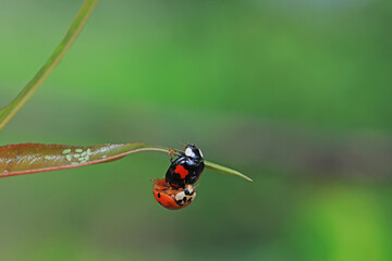 Two ladybugs mate in nature, North China