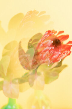 Red Protea Yellow Backdrop Double Exposure Colorful Flower Photography Film Inspired