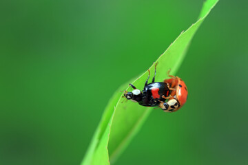 Fototapeta premium Two ladybugs mate in nature, North China