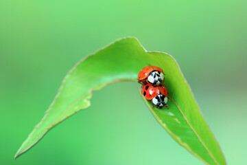 Two ladybugs mate in nature, North China