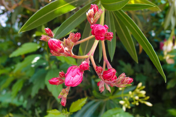 Pink buds and flowers of nerium oleander