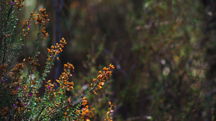 Fleurs de bruyère sauvages dans la forêt des Landes de Gascogne