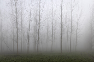 agricultural fields surrounded by dense fog in rural India in winters