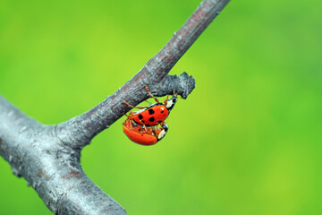 Two ladybugs mate in nature, North China