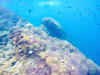 coral reef