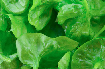 fresh Brazilian spinach on with background