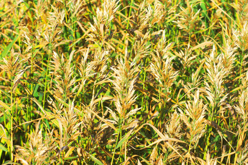 Reed thickets. Thickets of wild growing reeds, close-up