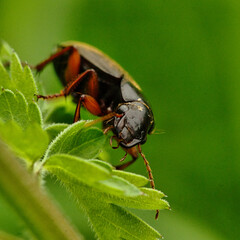 Macro photography