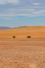 Obraz premium Landscape with trees of Namib-Naukluft National Park is a national park of Namibia