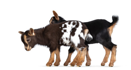 Two cute brown and black baby goats, standing side ways. Isolated on white background.