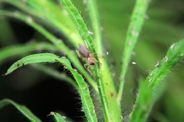 Spiders on wild plants, North China