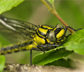 Macro photography