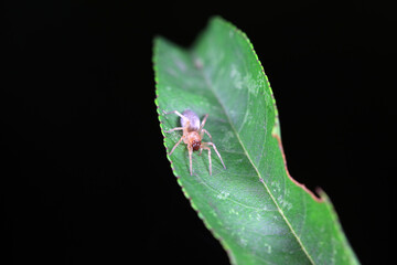 Spiders on wild plants, North China