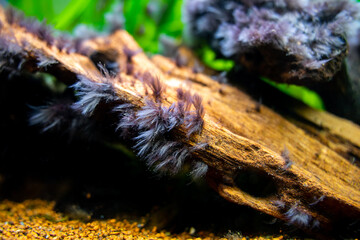 detail of black beard algae or brush algae (Audouinella sp., Rhodochorton sp.) growing on an aquarium trunk with blurred background