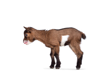 Funny looking very small baby goat, standing side ways making sound. Looking to camera white smiling a showing teeth. Isolated on white background.