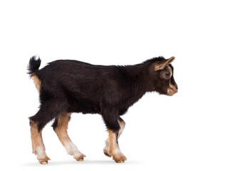 Cute brown baby goat, walking side ways looking straight ahead. Isolated on a white background.