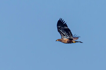 Fototapeta premium Juvenile Eagle