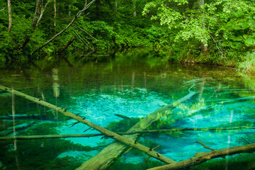 阿寒摩周国立公園　神の子池