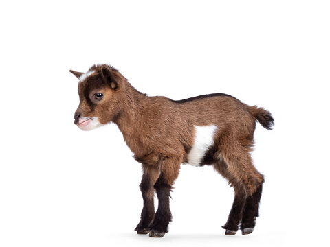 Funny looking very small baby goat, standing side ways. Looking straight ahead. Isolated on white background.