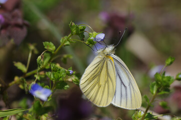 スジグロシロチョウ